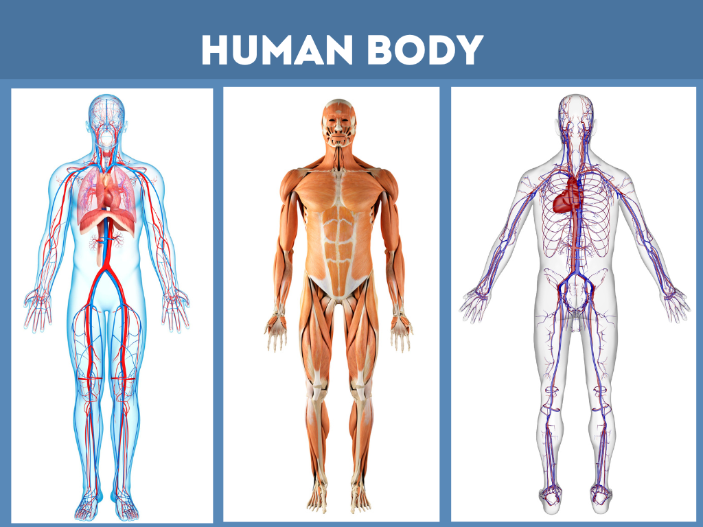Know Your Body Compositions
